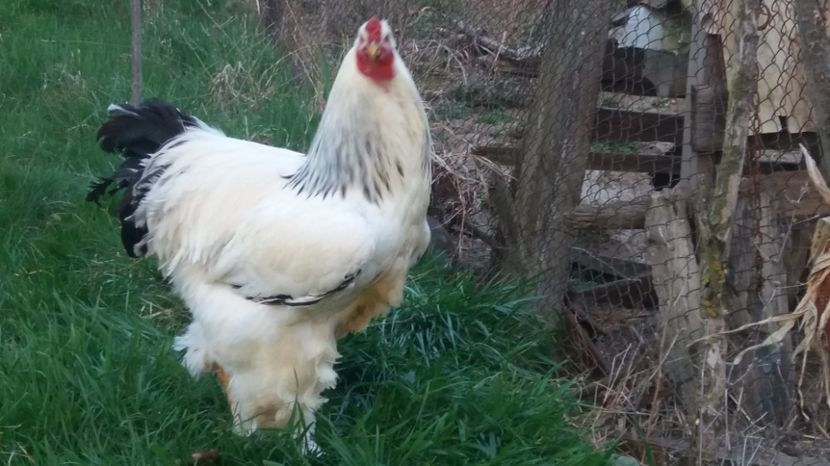  - Brahma herminat deschis 2017