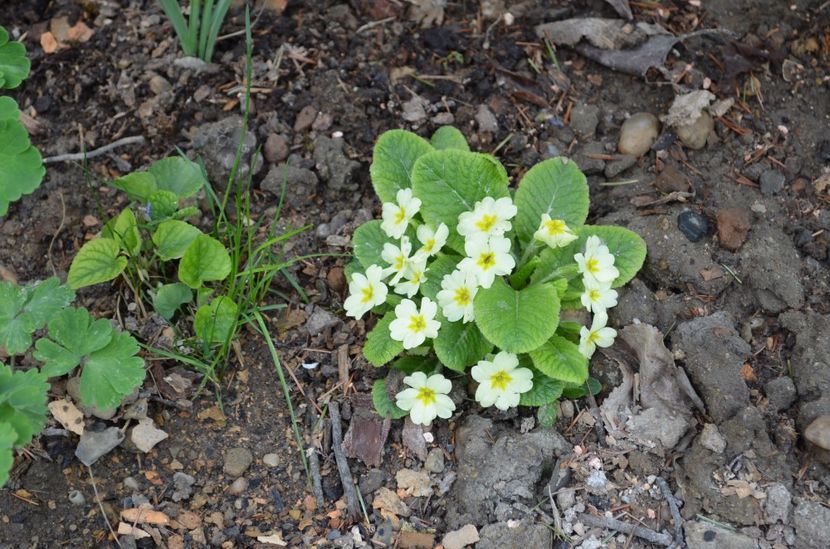  - dragostea  de natura