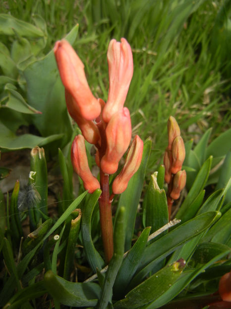 Hyacinth Amsterdam (2017, March 25) - Hyacinth Amsterdam