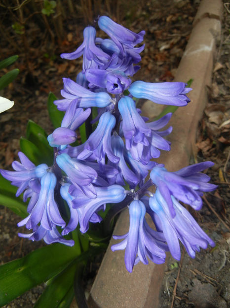 Hyacinth Delft Blue (2017, March 25) - Hyacinth Delft Blue