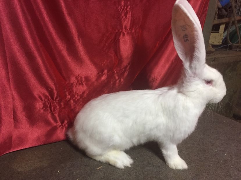 RO 415-12616(F) - TINERET 2017