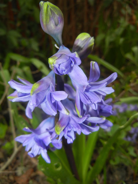 Hyacinth Isabelle (2017, March 25) - Hyacinth Isabelle