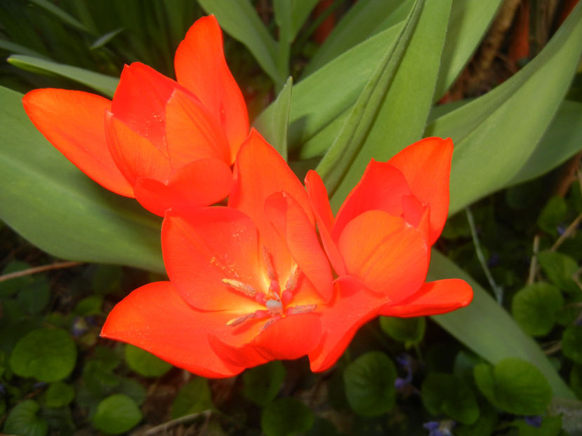 Tulipa Praestans Fusilier (2017, Apr.02) - Tulipa Praestans Fusilier