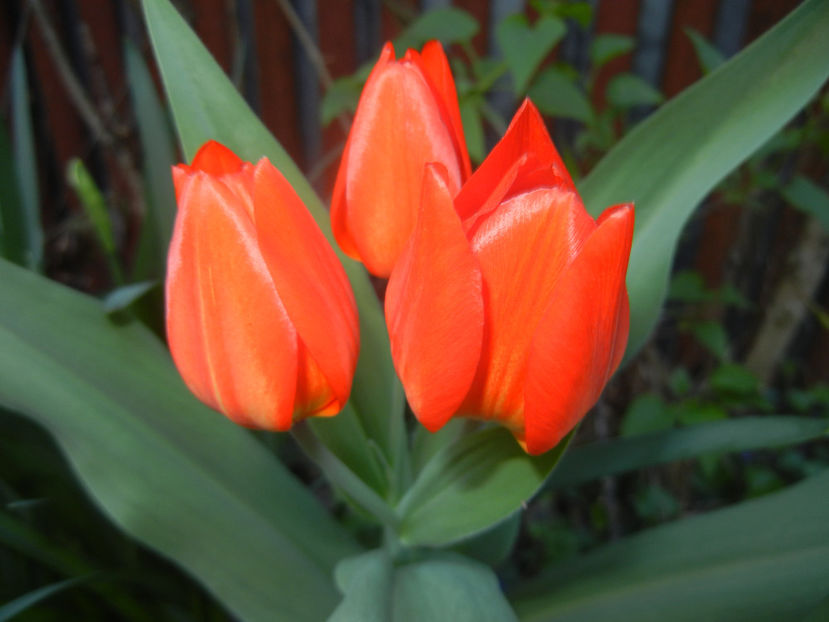 Tulipa Praestans Fusilier (2017, Apr.03) - Tulipa Praestans Fusilier