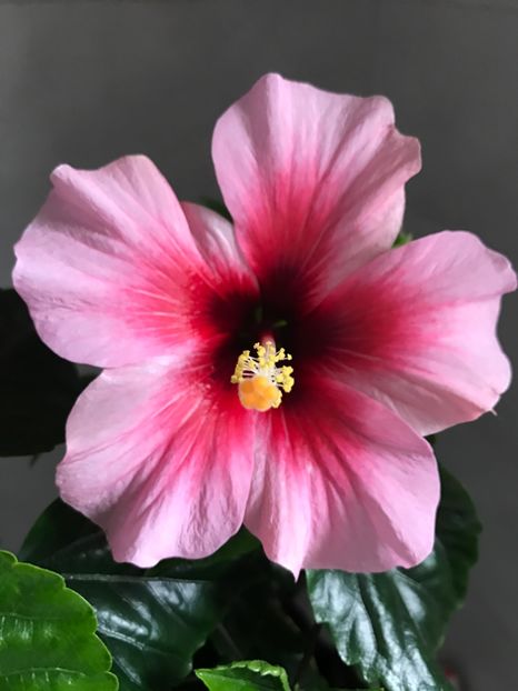 Pink Dream - Achizitii 2017