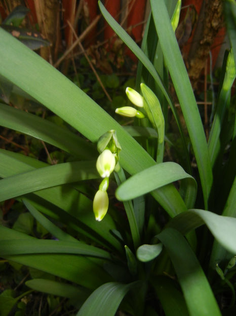 Leucojum aestivum (2017, April 02) - GHIOCEI_Leucojum aestivum