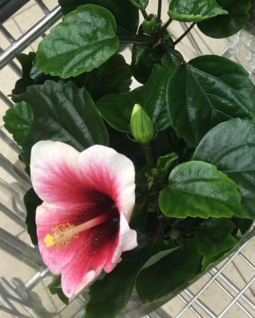 Pink Dream - Achizitii 2017