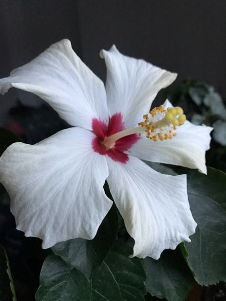 13.02.2017 - Hibiscus 2017