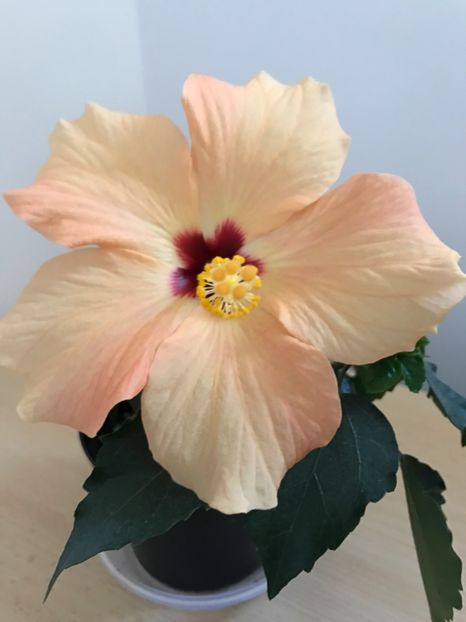 30.03.2017 - Hibiscus 2017