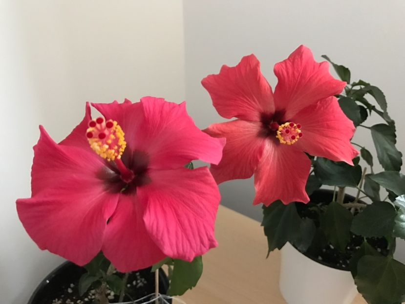 25.01.2017 - Hibiscus 2017