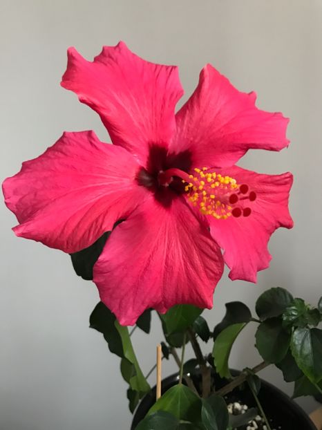 12.02.2017 - Hibiscus 2017