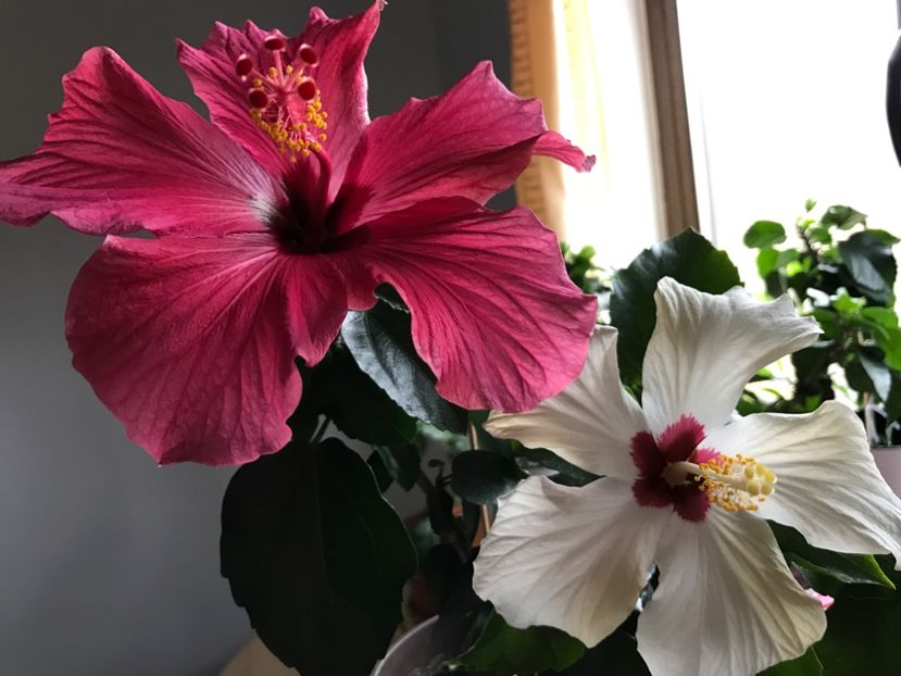 18.03.2017 - Hibiscus 2017