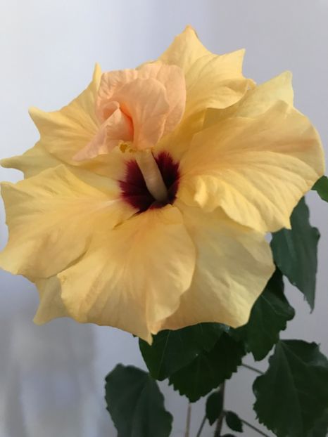 Classic Apricot - 1.04.2017 - Hibiscus 2017