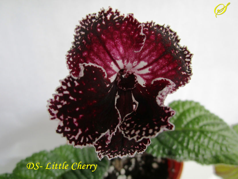DS-Little Cherry(5-04-2017) - Streptocarpusi 2017