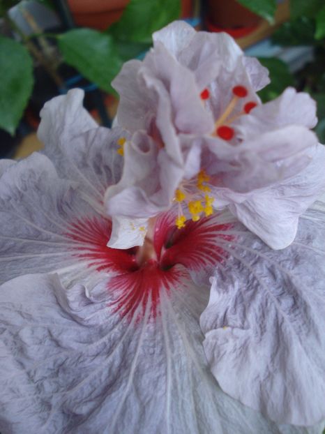  - 0 Zambetul florilor continua