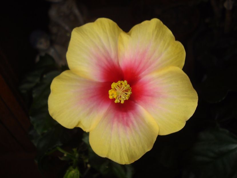  - 0 Zambetul florilor continua