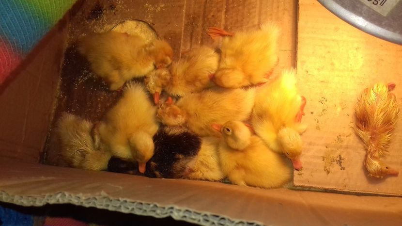 Primi ieșit cu 3 și 2 zile înainte - Boboci 2017