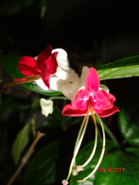  - Clerodendron thomsoniae