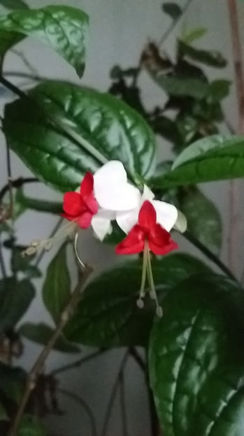  - Clerodendron thomsoniae