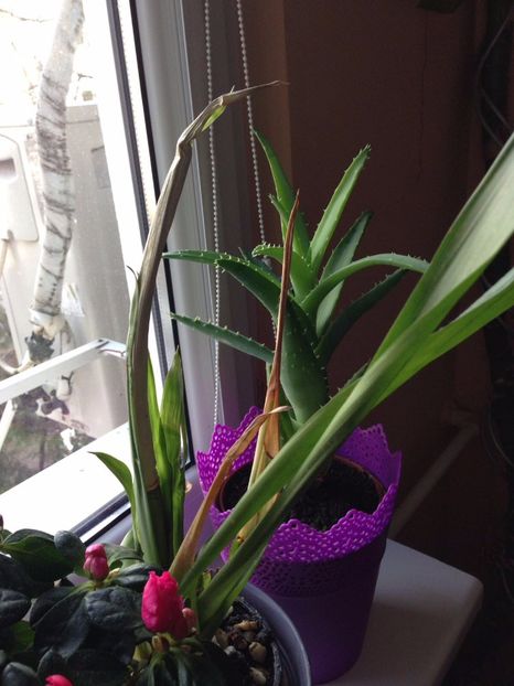 astept sa infloreasca - FLORILE MELE 2017