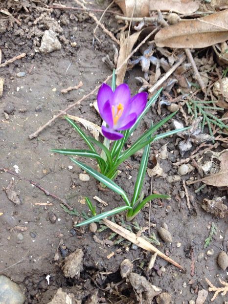 branduse - FLORILE MELE 2017