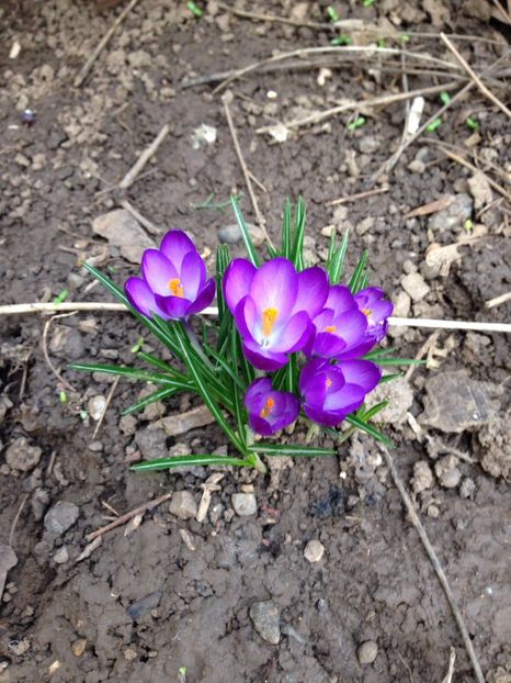 branduse - FLORILE MELE 2017