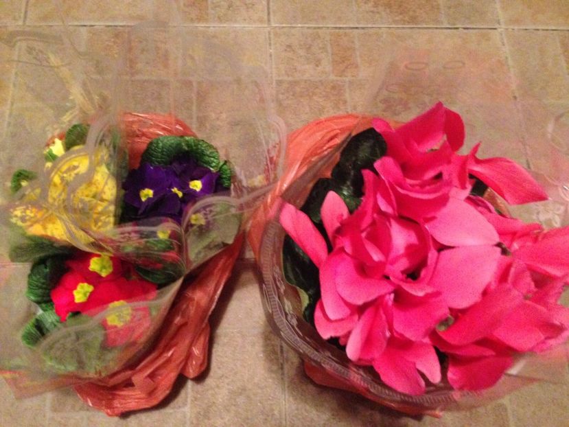 Primule si Cyclamen - FLORILE MELE 2017