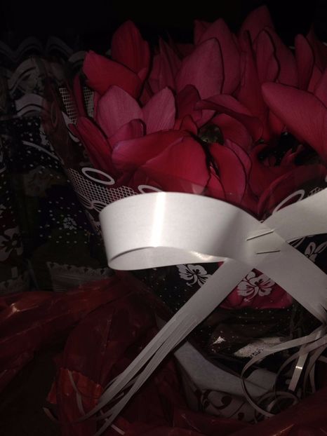 Cyclamen - FLORILE MELE 2017