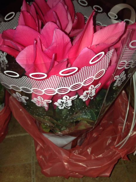 Cyclamen - FLORILE MELE 2017