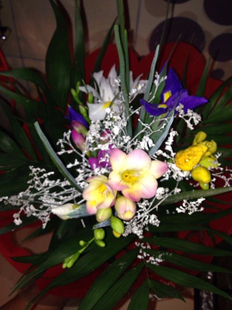 frezii - FLORILE MELE 2017