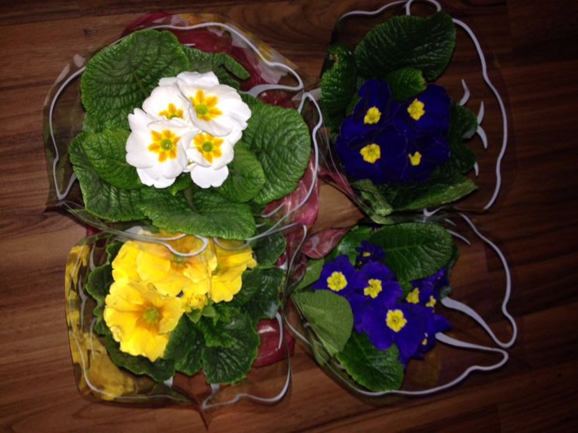 Primule - FLORILE MELE 2017