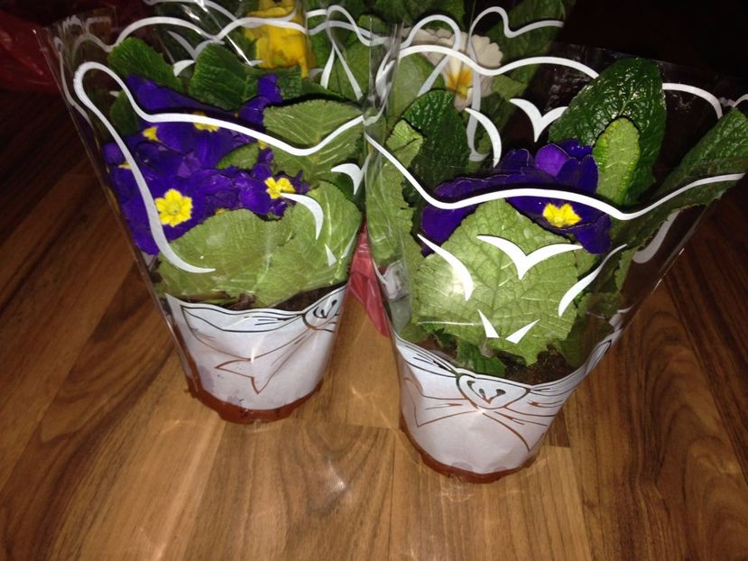 Primule - FLORILE MELE 2017