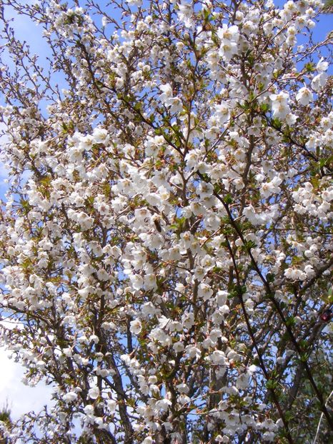 Prunus incisa Kojo-no-mai - 2017