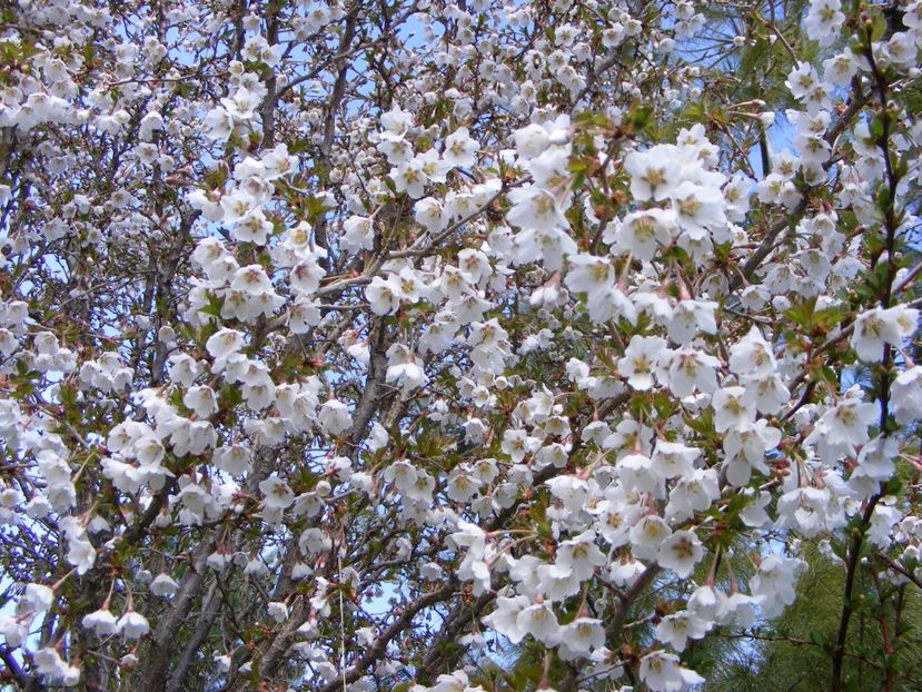 Prunus incisa Kojo-no-mai - 2017