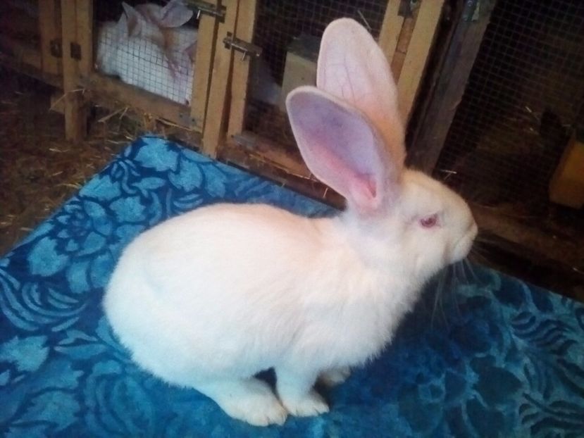 F1-3 LUNI - F1-2017-2018