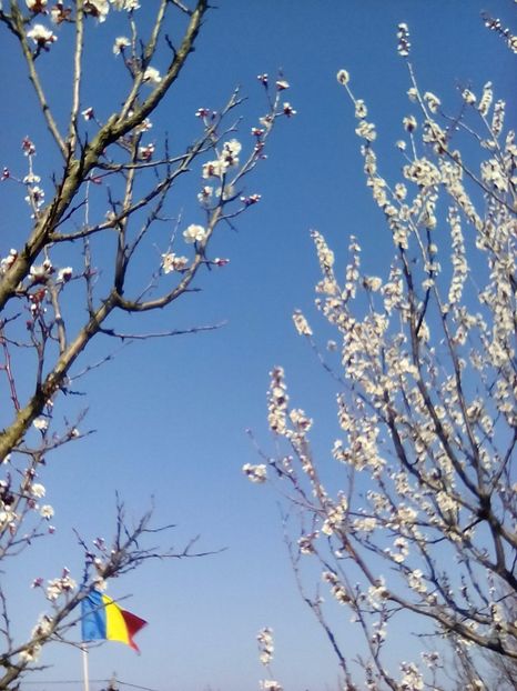  - Cel mai frumosi pui