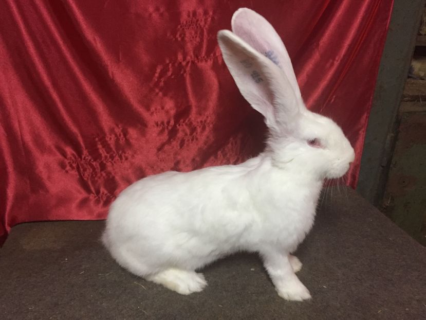 RO 415 12616(F3) - 03 M A T C A___U G A _2017