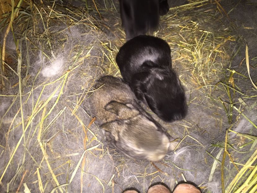  - Cuib din 24 martie 17