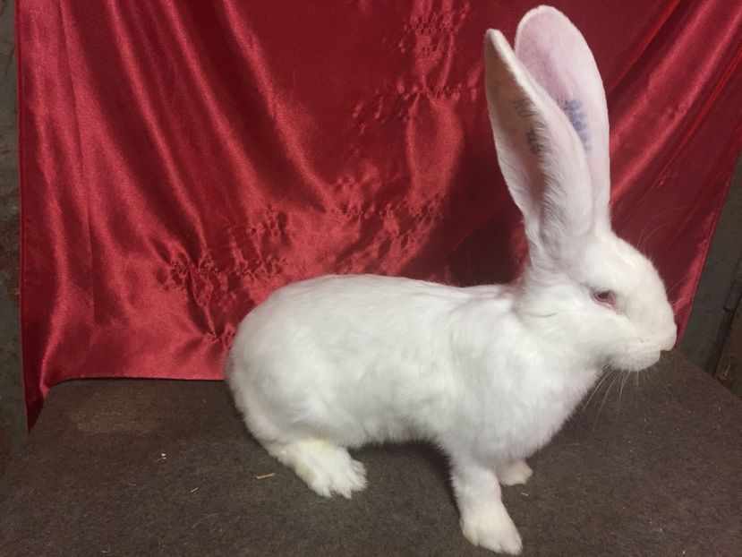 F3 - 03 M A T C A___U G A _2017