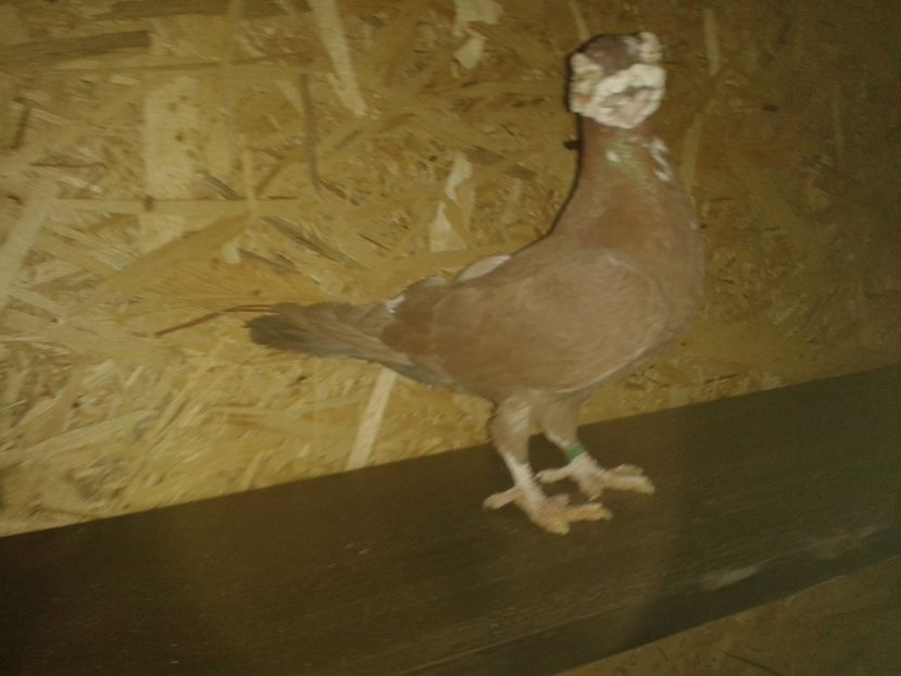  - PORUMBEI PASIUNE PERFECTIUNE PERSPECTIVE