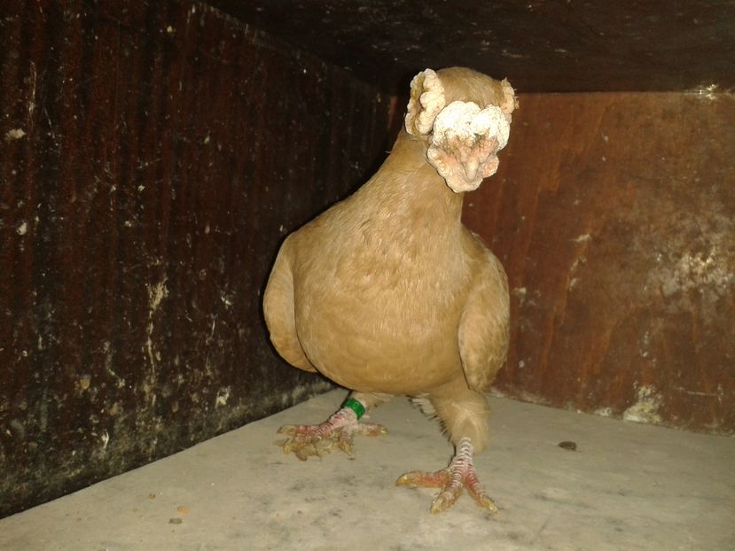  - PORUMBEI PASIUNE PERFECTIUNE PERSPECTIVE