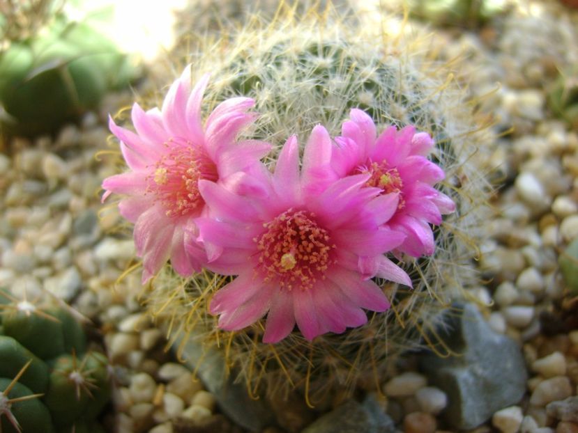 Mammillaria zeilmanniana - Cactusi 2017