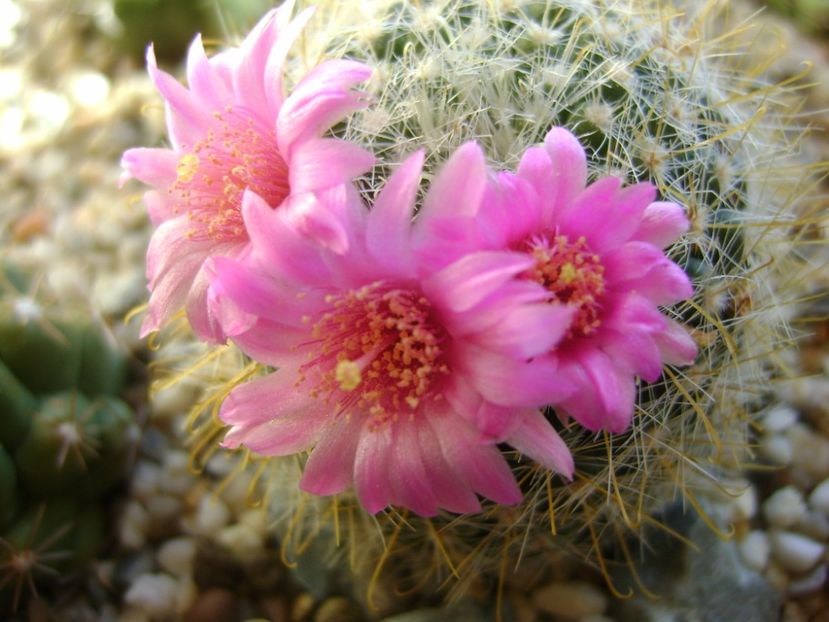 Mammillaria zeilmanniana - Cactusi 2017