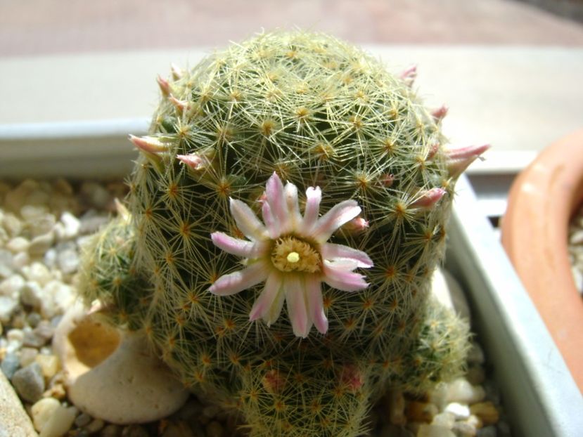 Mammillaria schiedeana ssp. giselae - Cactusi 2017