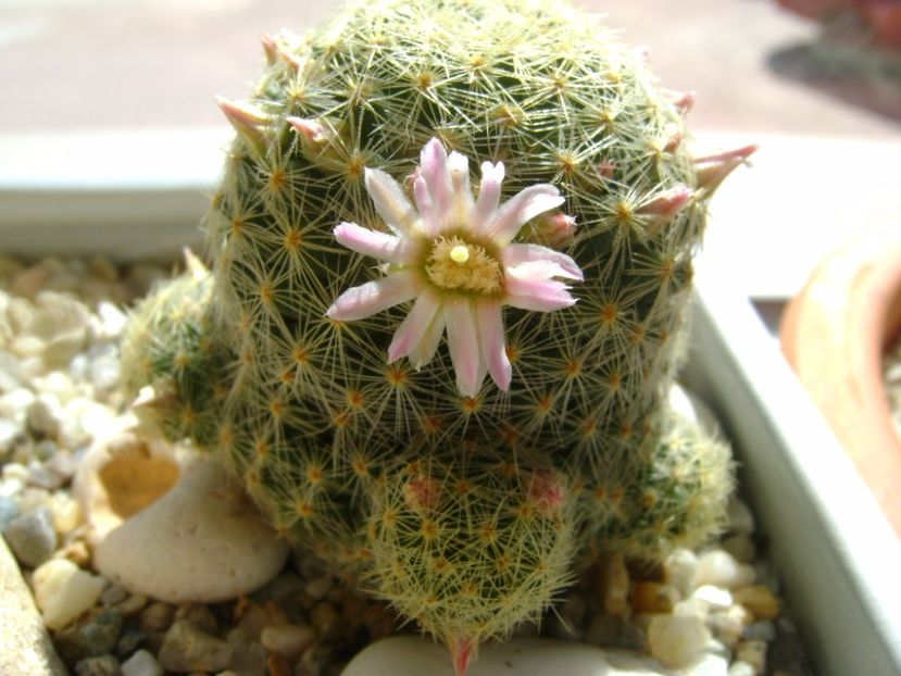 Mammillaria schiedeana ssp. giselae - Cactusi 2017