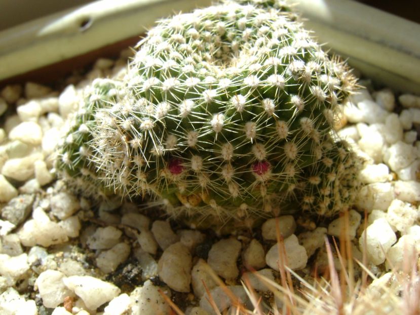 Rebutia krainziana, boboci - Cactusi 2017