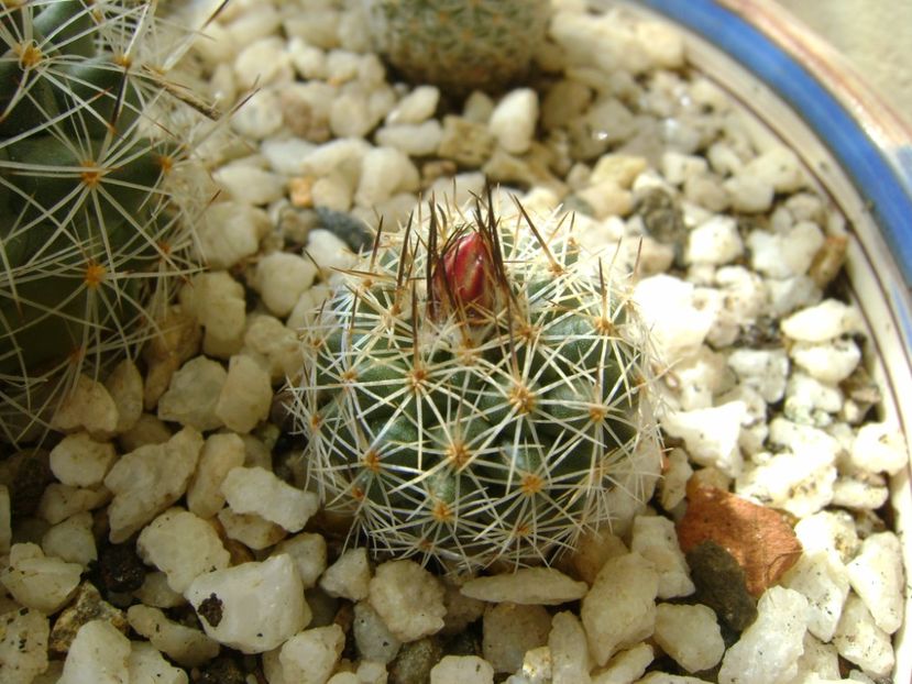 Gymnocactus knuthianus - Cactusi 2017