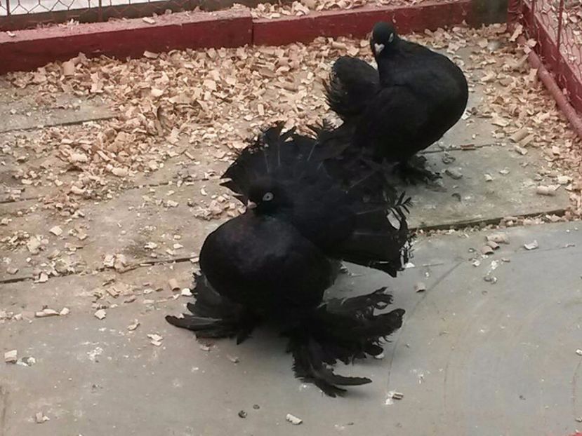  - 2--PORUMBEII MEI