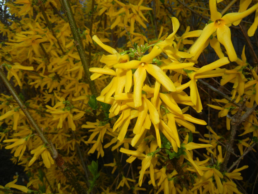 Forsythia x intermedia (2017, April 02) - FORSYTHIA x Intermedia
