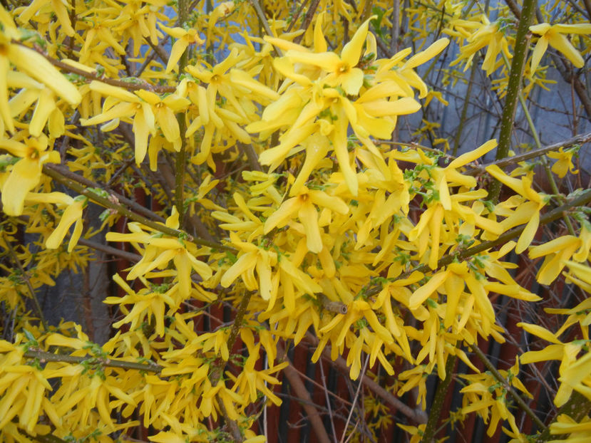 Forsythia x intermedia (2017, April 02) - FORSYTHIA x Intermedia